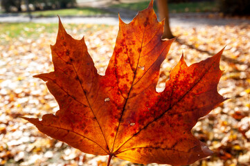 maple leaves. autumn forest. nature in fall season. autumnal season in the park. seasonal leaves and trees. natural landscape in autumn. autumn beauty of nature. fall season. nature in forest
