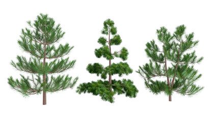 Spruce or pine trees isolated from background. Useful resource to decorate photos. graphical resource 3d illustration 