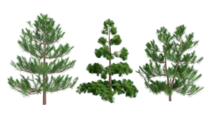 Spruce or pine trees isolated from background. Useful resource to decorate photos. graphical resource 3d illustration 