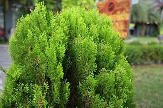 Chinese arborvitae Scientific name: Platycladus orientalis (L.) Franco Leaves are bright green alternately arranged and scaly. sorted tightly with branches which is in the form of popular panel plant.