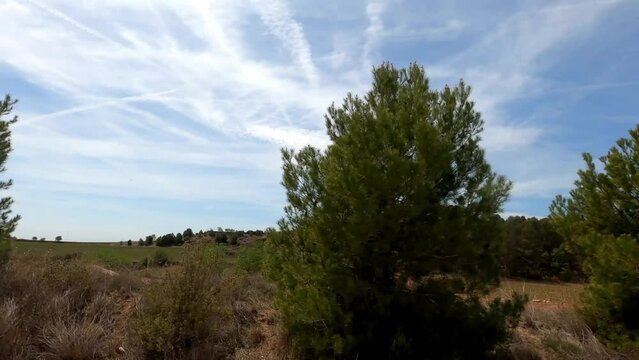 trees and sky