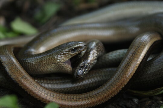 legless lizards mating