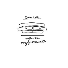 Onion Cells Measuring Science Illustration Drawing Educational