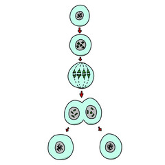 Mitosis Science Illustration Drawing Educational