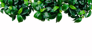 Anubias nana petite leaves aquatic foliage plant bush nature backdrop on white background