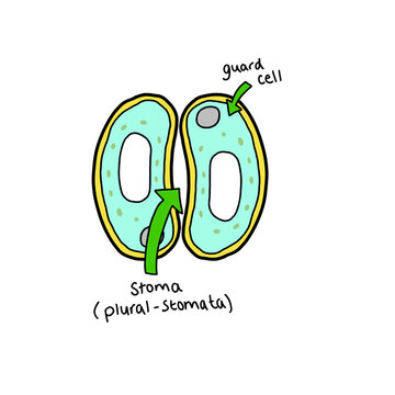 Guard Cells Science Illustration Drawing Educational