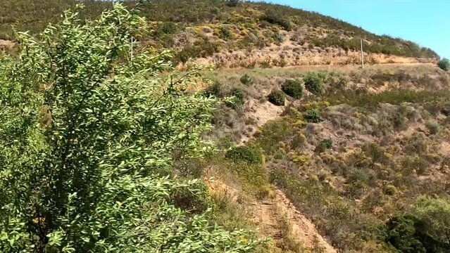Portugal landscape with pine trees, cistus and lots of space with blue sky