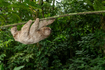 Brown-throated three-toed sloth  (Bradypus variegatus) on tree, Costa Rica - stock photo