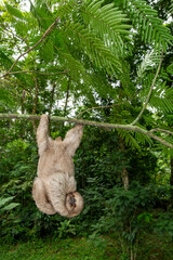 Brown-throated three-toed sloth  (Bradypus variegatus) on tree, Costa Rica - stock photo © Amaiquez