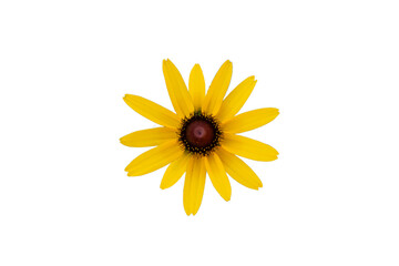 yellow daisy flower isolated