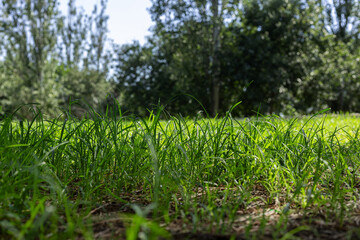 green grass field