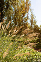 Landscape view of path in the park in autumn