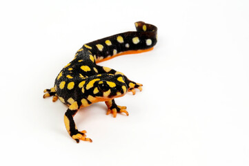 Yellow-spotted newt // Urmia-Bergbachmolch (Neurergus crocatus) 