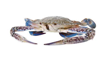 Blue Swimming Crabs on transparent png