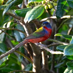 Painted Bunting in Holly Tree