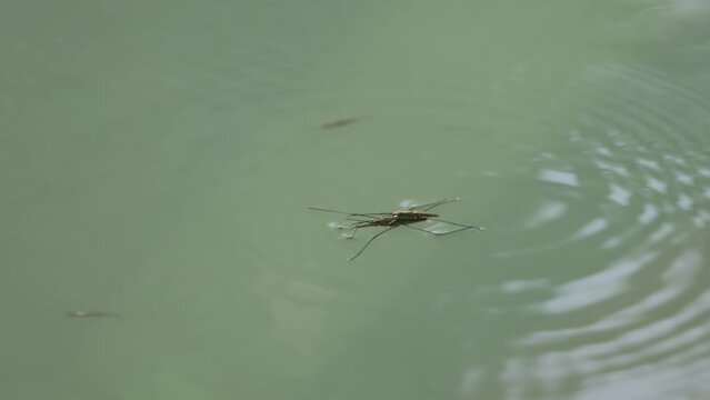 Close-up view of a Water striders on the water surface