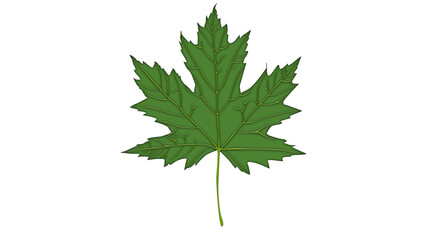 Fototapeta premium green maple leaf isolated