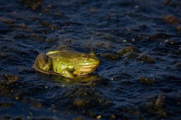 Amphibious frog sitting atop a still body of water