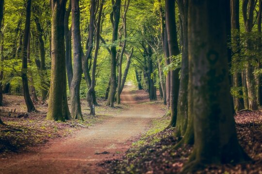Path with Dirth in middle of wooden  forrest, surrounded by gree