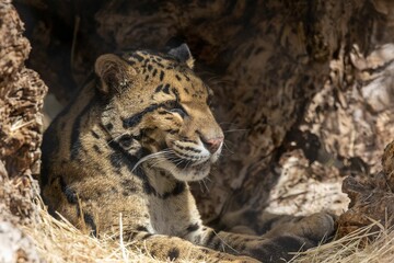 Close up shot of a majestic tiger resting in a cave