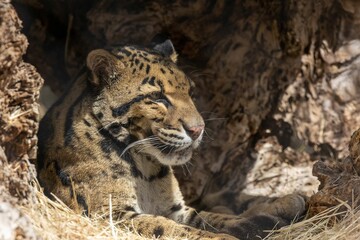 Close up shot of a majestic tiger resting in a cave