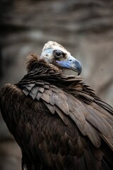 a vulture staring up with its head turned towards the right