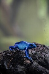Close up of a Blue poison dart frog perched atop a gray rock