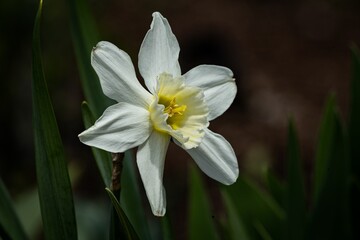 there is a white flower that is growing in the grass