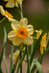 Fototapeta premium yellow daffodils blooming in the garden and it's leaves turn