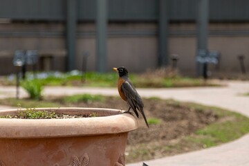 Small avian perched on a brown, clay planter, situated outdoors in a natural setting