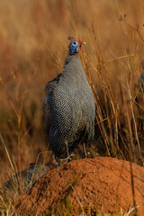 Helmeted guineafowl