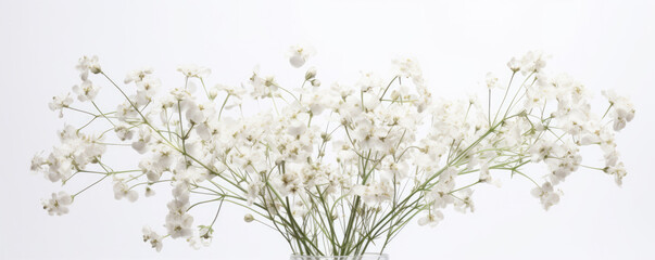 Gipsophila flowers on a white background