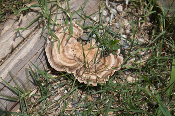 草むらに生えた怪しいキノコ