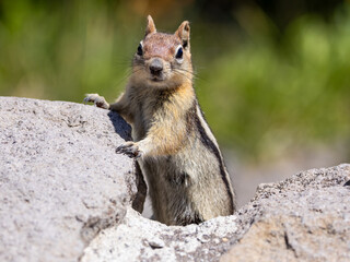 Naklejka na ściany i meble Golden Mantled Ground Squirrel Crater Lake National Park Oregon