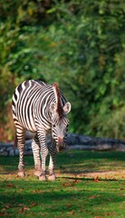 Fototapeta premium Beautiful zebra standing in a lush grassy field surrounded by tall trees on a sunny day