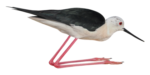 Black-winged Stilt (Himantopus himantopus), PNG, isolated on transparent background