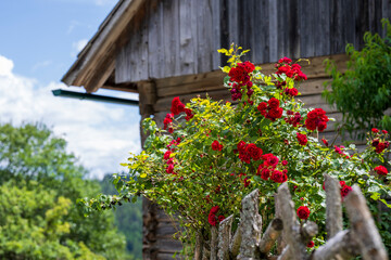 Fototapeta na wymiar Bush of red roses in front of a wooden house and with a rustic wooden fence in the austrian alps