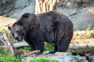 Adult grizzly bear on a jagged rock formation in its natural habitat, outside of an enclosure