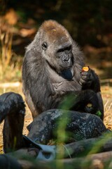 Gorilla enjoying a carrot atop a large rock in a grassy field