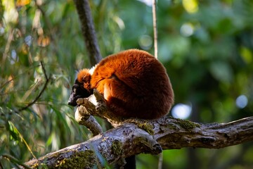 Obraz premium a lemur in a tree eating on some branches and leaves