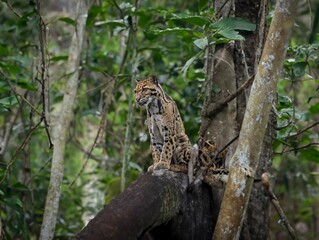 Spotted leopard perched atop a tree branch in a lush forest setting