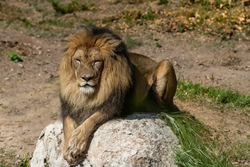 Adult male lion laying on the ground on a sunny day