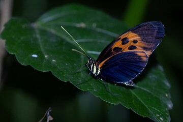 Closeup of a tithorea butterfly on leaves in a field with a blurry background