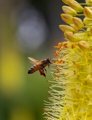 Vertical shot of an industrious bee is gathering pollen from a vibrant yellow flower