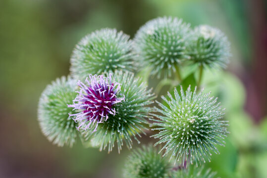 Arctium lappa, greater burdock flowers closeup selective focus