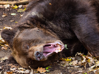 Close up of a old brown bear born on 1979 who yawns