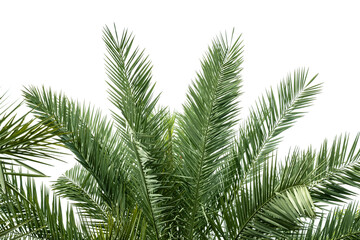 green palm fronds layout for summer and tropical nature concepts.