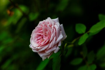 Selective focus shot of a blooming light pink rose in a garden