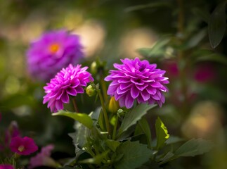 Obraz premium Selective focus shot of blooming purple dahlia pinnata flowers in a garden