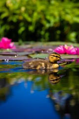 Small duckling swimming through a tranquil pond dotted with lily pads on the surface.